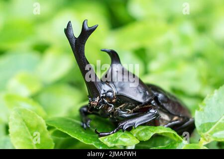 Der schöne dynastische Käfer, Männlich, thront auf Blatt. Selektiven Fokus. Blätter-Hintergrund Stockfoto