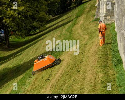Grashang, der von einem ferngesteuerten orangefarbenen Mähroboter (KommTek RoboFlail) und Arbeiter in der historischen Stadtmauer von York, Yorkshire, England, Großbritannien, gemäht wird. Stockfoto