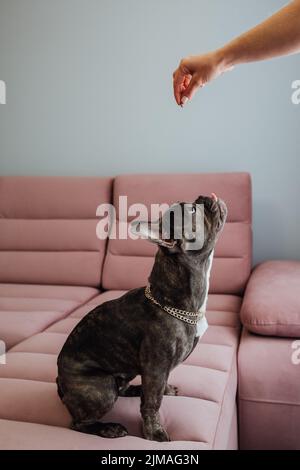 Französische Bulldogge mit goldener Kette auf dem rosa Sofa sitzend und ungeduldig in die menschliche Hand aufblickend, die Futter hält, kleiner Hund, der auf Nahrung wartet Stockfoto