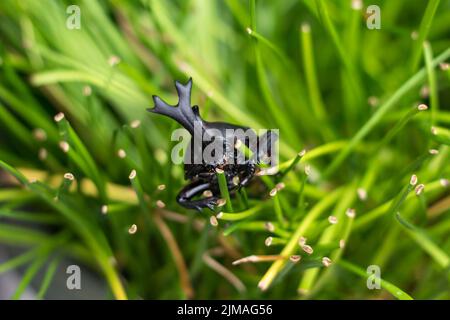 Der schöne dynastische Käfer, Männlich, thront auf Blatt. Selektiven Fokus. Blätter-Hintergrund Stockfoto