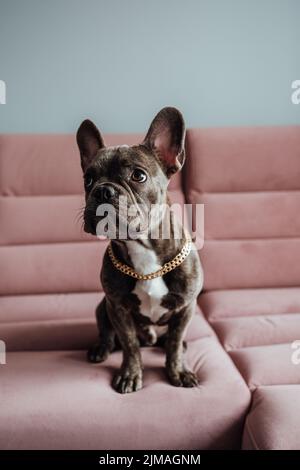Kleine französische Bulldogge mit goldener Kette, die auf dem rosa Sofa sitzt und jämmerlich aufschaut Stockfoto