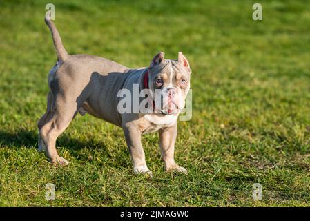 Ein amerikanischer Bully-Hund im Taschenformat ist auf Gras Stockfoto