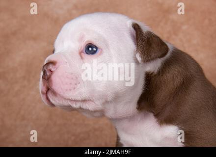 Lustige American Bullies Welpen Nahaufnahme Porträt Stockfoto