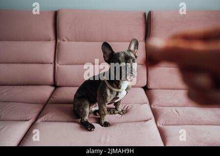 Französische Bulldogge mit goldener Kette sitzt auf dem rosa Sofa und schaut ungeduldig in die menschliche Hand, hält Futter vor der Kamera, kleiner Hund wartet Stockfoto
