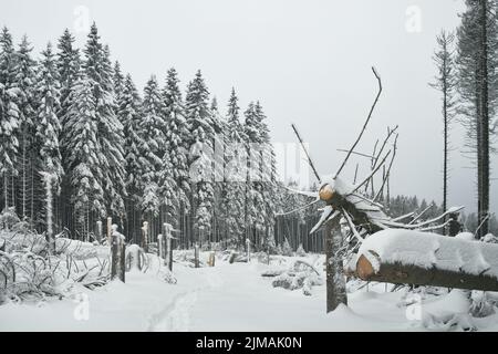 Harz - winterliche Waldlichtung am Brocken, Deutschland Stockfoto