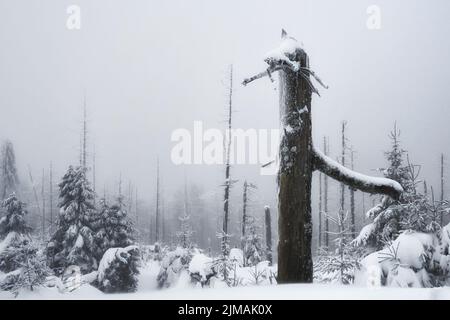 Harz - Baumgrenze am Brocken-Gipfel, Deutschland Stockfoto