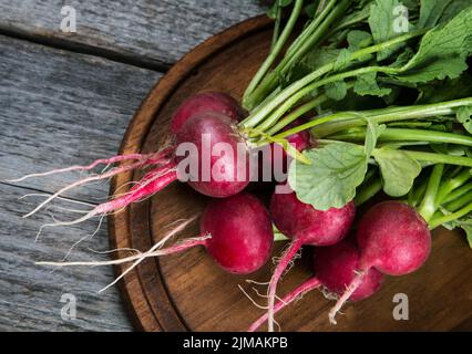 Ein paar rote Rettich aus einem Gartenbett auf einem ländlichen Tisch Stockfoto