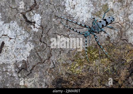 Blaues Insekt mit langen Fühlern, Rosalia alpina, Longhorn-Käfer, Rosalia longicorn. Stockfoto