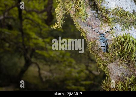 Blaues Insekt mit langen Fühlern, Rosalia alpina, Longhorn-Käfer, Rosalia longicorn. Stockfoto