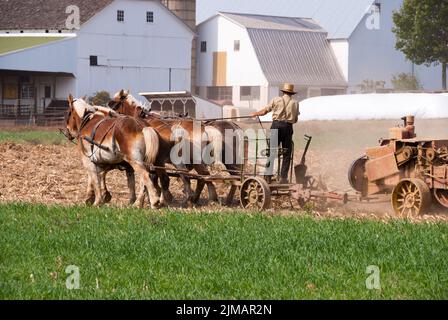 Amish man erntt das Feld Stockfoto