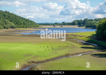 North Yorkshire, Großbritannien. 5.. August 2022. Enten und Kanadische Gänse picken auf trockenem Boden, wo es früher Wasser vor der Hitzewelle gab, da England mit außergewöhnlich heißem Sommerwetter zurechtkommt. Das Lindley Wood Reservoir, das von Yorkshire Water zur Trinkwasserversorgung nach Leeds und Umgebung verwendet wird, ist fast leer und trocken. Kredit: Bradley Taylor / Alamy Nachrichten Stockfoto