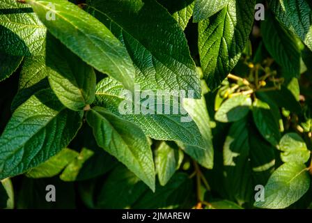 Grüne Blätter an einem sonnigen Tag Stockfoto