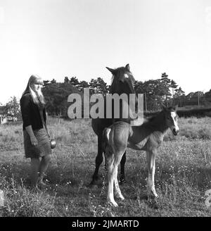 1969, historisch, eine junge Frau, die auf einem Feld neben einem Pferd und seinem Fohlen steht, England, Großbritannien. Stockfoto