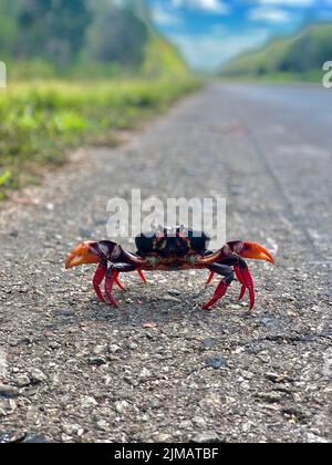 Eine vertikale Nahaufnahme von Gecarcinus ruricola, einer schwarzen Landkrabbe auf der Straße. Stockfoto