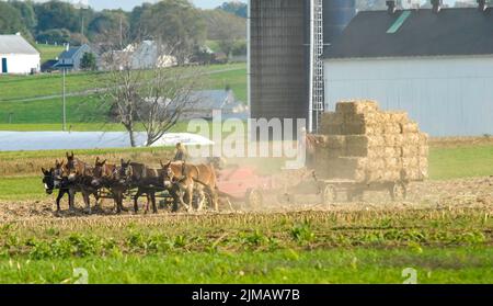 Familie Amish erntet an einem Herbsttag die Felder pt 3 Stockfoto