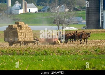 Amish Family Harvesting the Fields with a 6 Horse Team on a Warm Autumn Sunny Day Dust and Dirt Blow Stockfoto