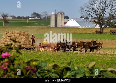 Familie Amish erntet an einem Herbsttag die Felder pt 1 Stockfoto