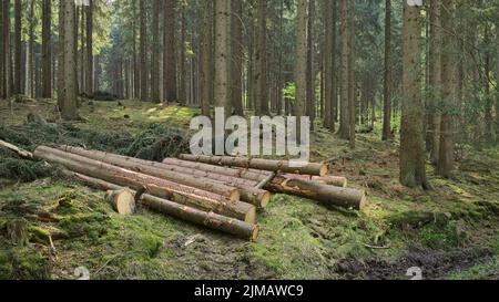 Deister - Hügellandschaft, Fichtenwald, Deutschland Stockfoto