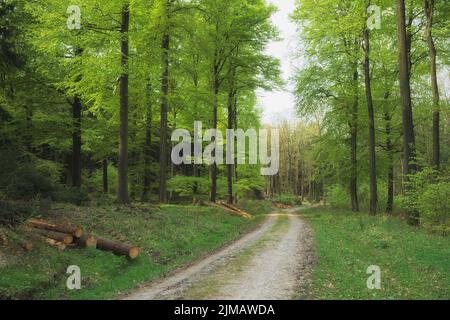 Deister - Hügellandschaft, Buchenwald im Frühjahr, Deutschland Stockfoto