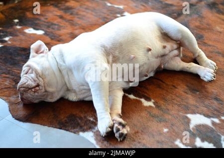 Ziemlich weißer englischer Bulldogge, der auf dem Teppich schläft Stockfoto