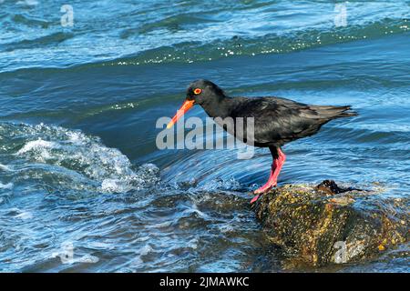 Afrikanische schwarze Austernfischer, Heamatopus moquini, Alleinfalter an der felsigen Küste, Luderitz, Namibia Stockfoto