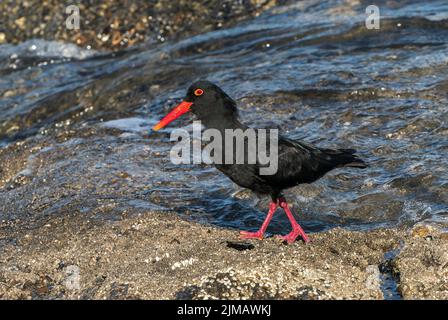 Afrikanische schwarze Austernfischer, Heamatopus moquini, Alleinfalter an der felsigen Küste, Luderitz, Namibia Stockfoto