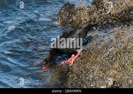 Afrikanische schwarze Austernfischer, Heamatopus moquini, Alleinfalter an der felsigen Küste, Luderitz, Namibia Stockfoto