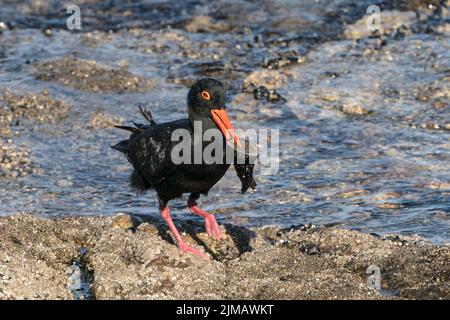 Afrikanische schwarze Austernfischer, Heamatopus moquini, Alleinfalter an der felsigen Küste, Luderitz, Namibia Stockfoto