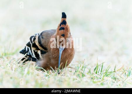 Afrikanischer Wiedehopf, Upupa africana, Alleinernährung während man auf kurzer Vegetation steht, Windhoek, Namibia Stockfoto