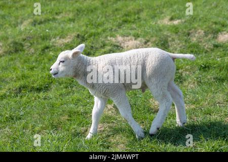 Kleines Lamm auf einem Rasen Stockfoto