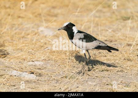 Schmied-Pflüster, Vanellus armatus, alleinstehender Erwachsener auf kurzer Vegetation, Etosha National Park, Namibia Stockfoto