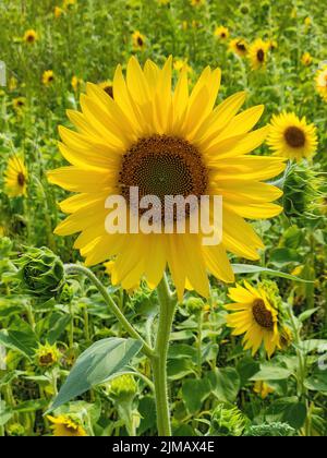Nahaufnahme der gelben Sonnenblume in einem Sonnenblumenfeld Stockfoto