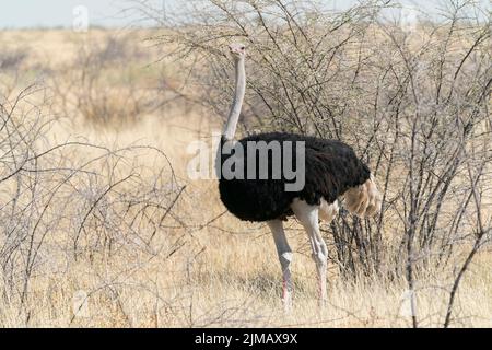 Gewöhnlicher Strauß, Struthio camelus, alleinreihiger Mann, der in Graslandvegetation und Sträuchern spaziert, Etosha National Park, Namibia Stockfoto