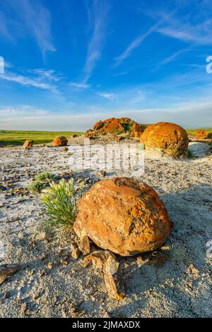 Rote sphärische Sandsteinbetonungen, die durch Verwitterung und Erosin im Red Rock Coulee Natural Area im Süden Albertas freigelegt wurden Stockfoto