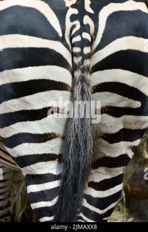 Grant's Zebra, Böhm- oder Grant-Zebra, Zèbre de Grant, Böhm-Zebra, Equus quagga böhmi Stockfoto