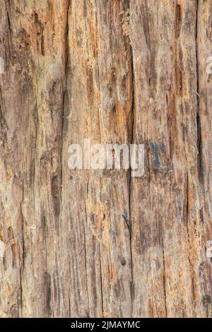 Alte Holzbrett mit termiten Schäden Stockfoto