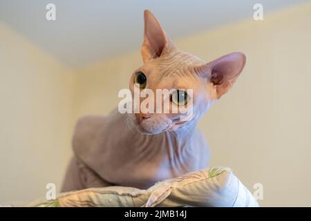 Sphinx rosa haarlose Katze, anti-allergene Katze, Haustier. Eine schöne Katze mit haarloser Haut schaut in die Kamera. Lustige neugierige Kätzchen jagt Stockfoto