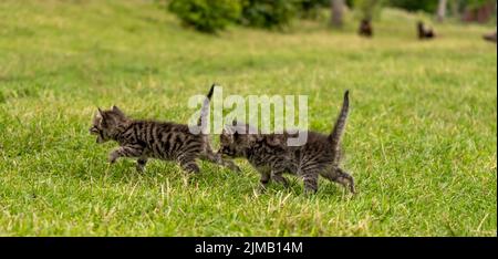 Zwei kleine niedliche graue Kätzchen laufen auf grünem Gras Stockfoto