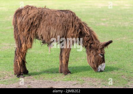 Esel Equus africanus asinus mit langen Haaren auf einer Wiese Stockfoto