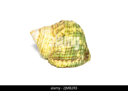 Bild einer grünen Turboseeschale auf weißem Hintergrund. Unterwassertiere. Muscheln. Stockfoto