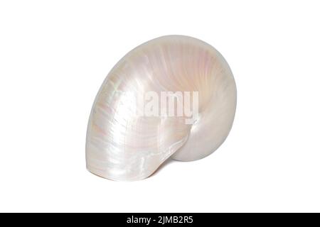 Abbildung einer Perlenschale eines nautilus pompilius auf weißem Hintergrund. Muscheln. Unterwassertiere. Stockfoto