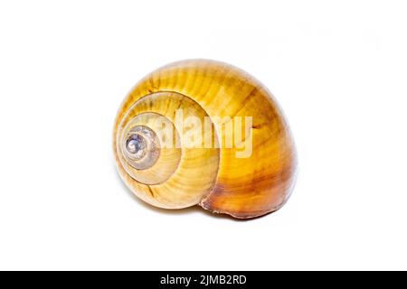 Bild einer braunen spiralförmigen Meeresmuschel auf weißem Hintergrund. Unterwassertiere. Muscheln. Stockfoto