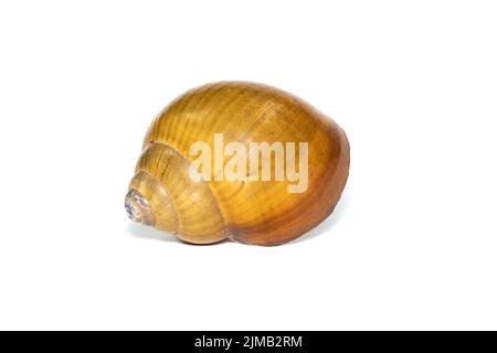 Bild einer braunen spiralförmigen Meeresmuschel auf weißem Hintergrund. Unterwassertiere. Muscheln. Stockfoto