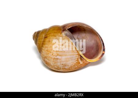 Bild einer braunen spiralförmigen Meeresmuschel auf weißem Hintergrund. Unterwassertiere. Muscheln. Stockfoto