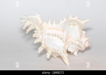 Bild von chicoreus ramosus Muschel auf weißem Hintergrund. Muscheln. Unterwassertiere. Stockfoto