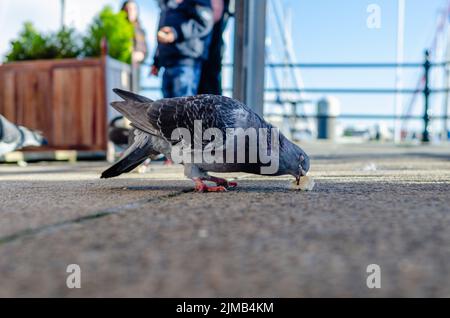 Eine Nahaufnahme einer Taube, die auf einem Gehweg Brot isst Stockfoto