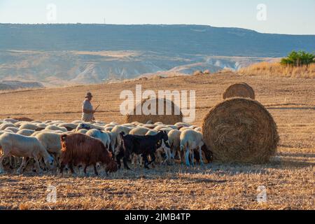 Schäfer mit seiner weidenden Schafe und Ziegen in einem Feld mit Strohballen auf Troulloi Dorf, Zypern Stockfoto