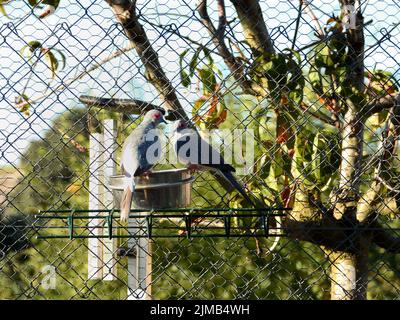 Eine Nahaufnahme von Diamanttaubenvögeln, die bei Tageslicht auf einem Futtertablett sitzen Stockfoto