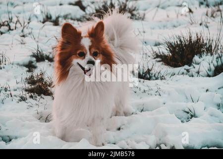 Ein russischer papillon-Zwinger, der auf dem Schnee steht Stockfoto