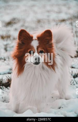 Ein russischer papillon-Zwinger, der auf dem Schnee steht Stockfoto